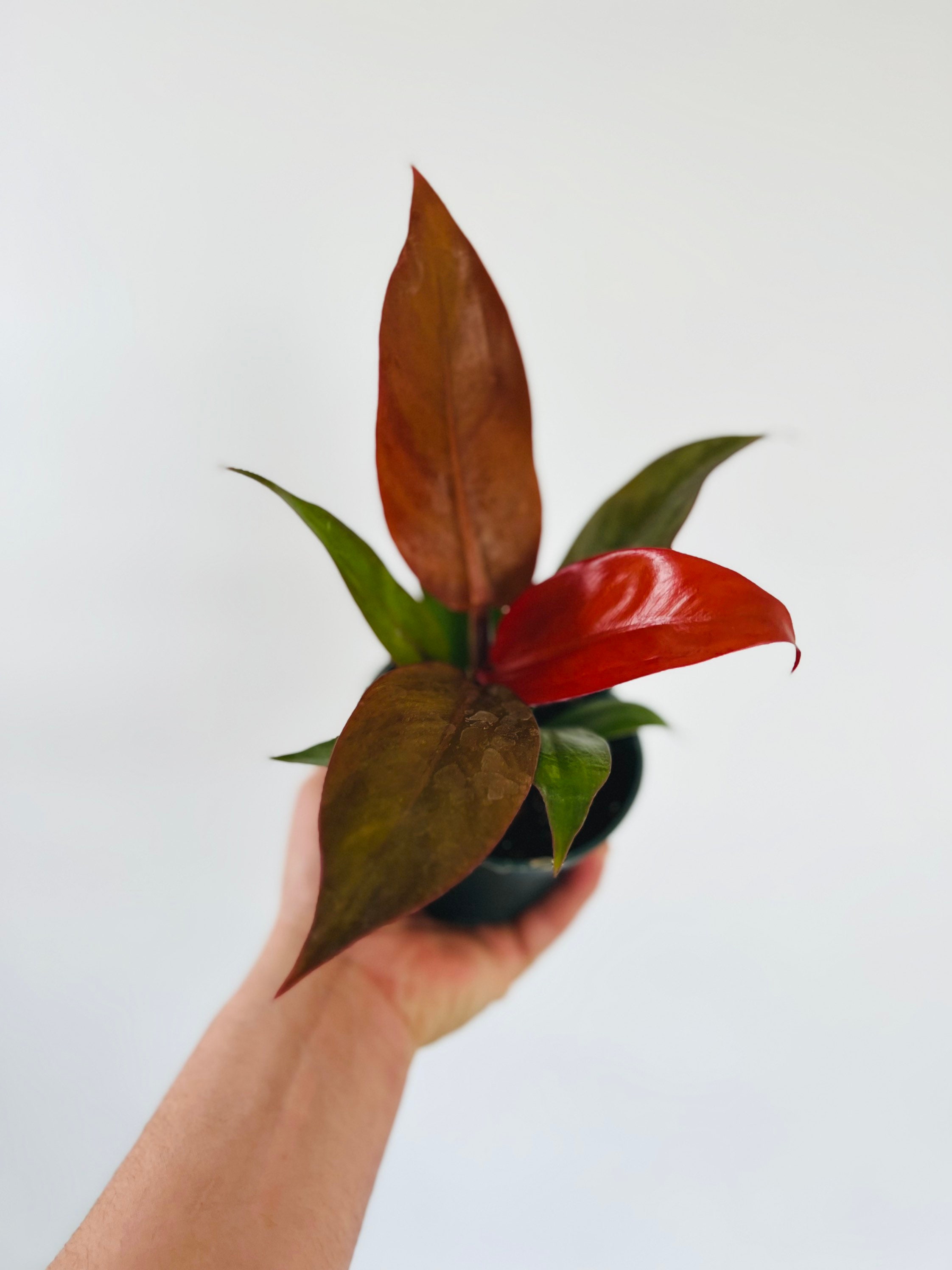 celosia venezuela plant Celosia – Liberty Landscape Supply main image 0