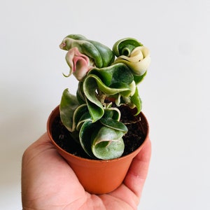 Variegated Hoya Compacta - Variegated Hindu Rope - Hoya Regalis - 3” Tropical Wax Plant