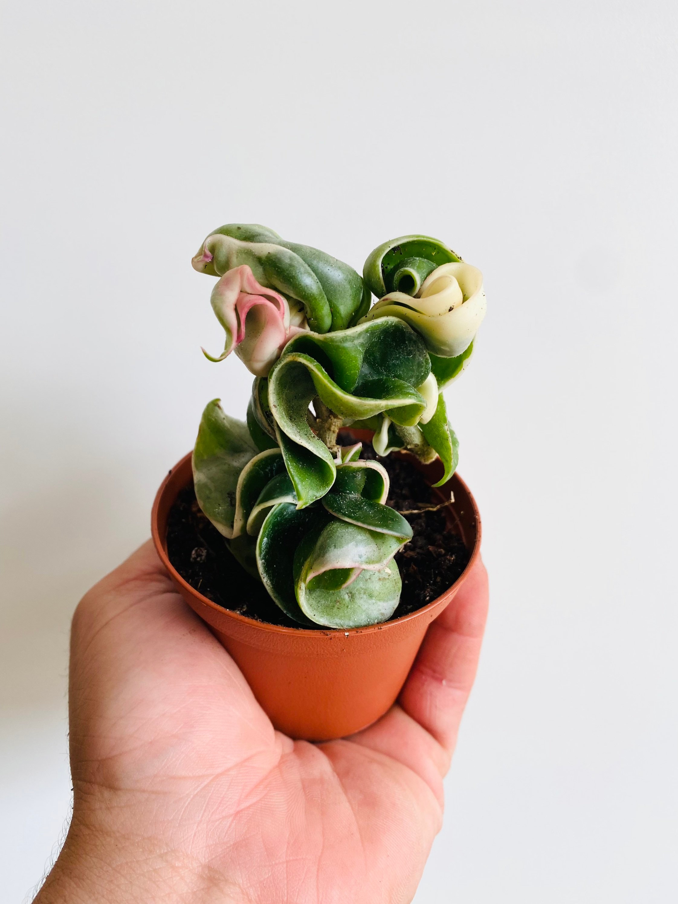 Variagated Hoya: Discover the Spectacular Beauty of Variegated Hoya Plants