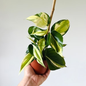 Philodendron Cream Splash - Rare Aroid -  Philodendron Hederaceum &#39;Cream Splash&#39; - Live Plant in 4” Pot