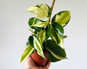 Philodendron Cream Splash - Rare Aroid -  Philodendron Hederaceum &#39;Cream Splash&#39; - Live Plant in 4” Pot