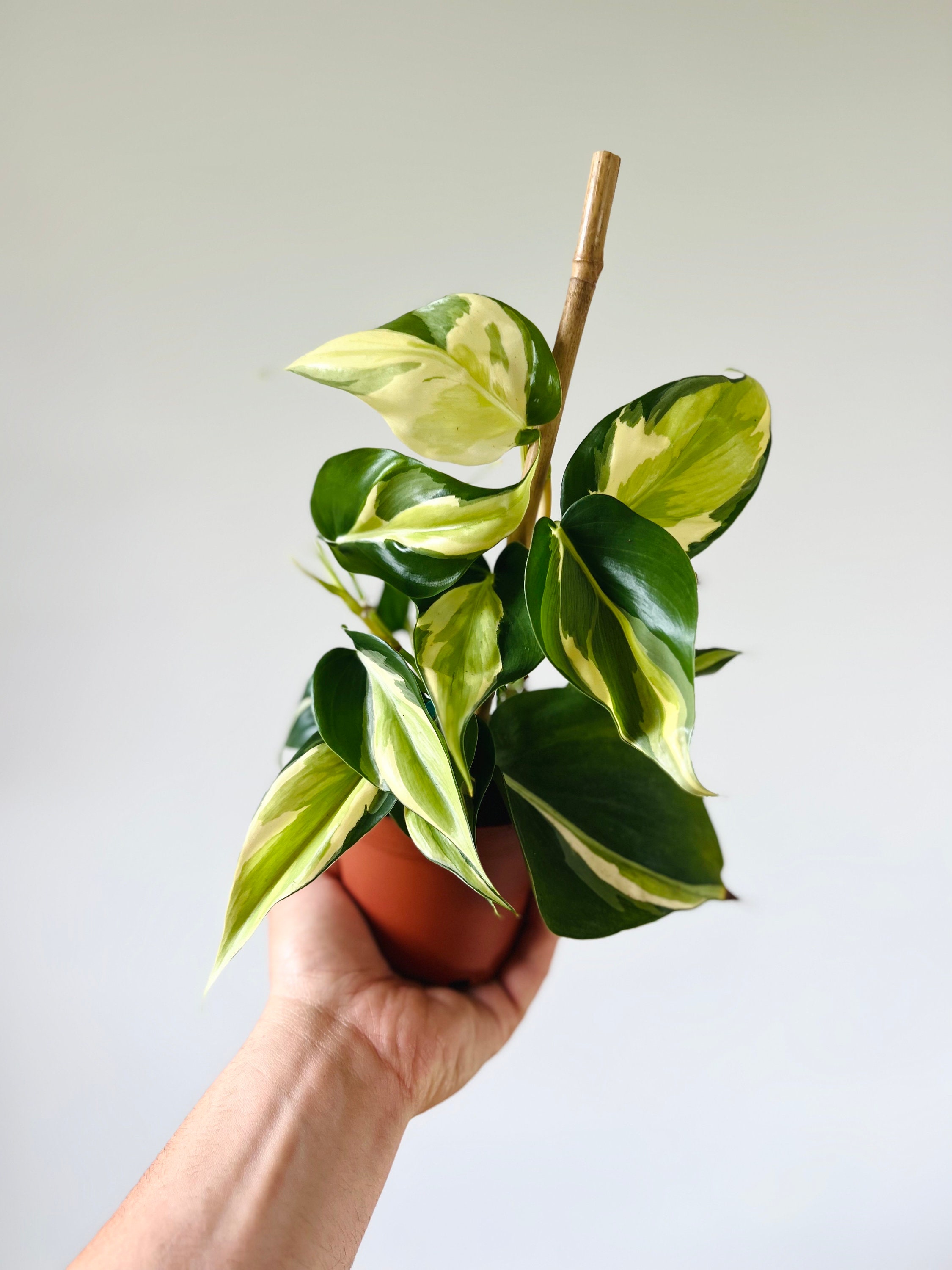 Philodendron Cream Splash - Rare Aroid -  Philodendron Hederaceum 'Cream Splash' - Live Plant in 4” Pot