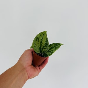 May include: A small potted plant featuring two heart-shaped leaves with variegated patterns of light green and dark green. The plant is housed in a simple, brown plastic nursery pot filled with dark potting soil, showcasing a distinct speckled foliage.