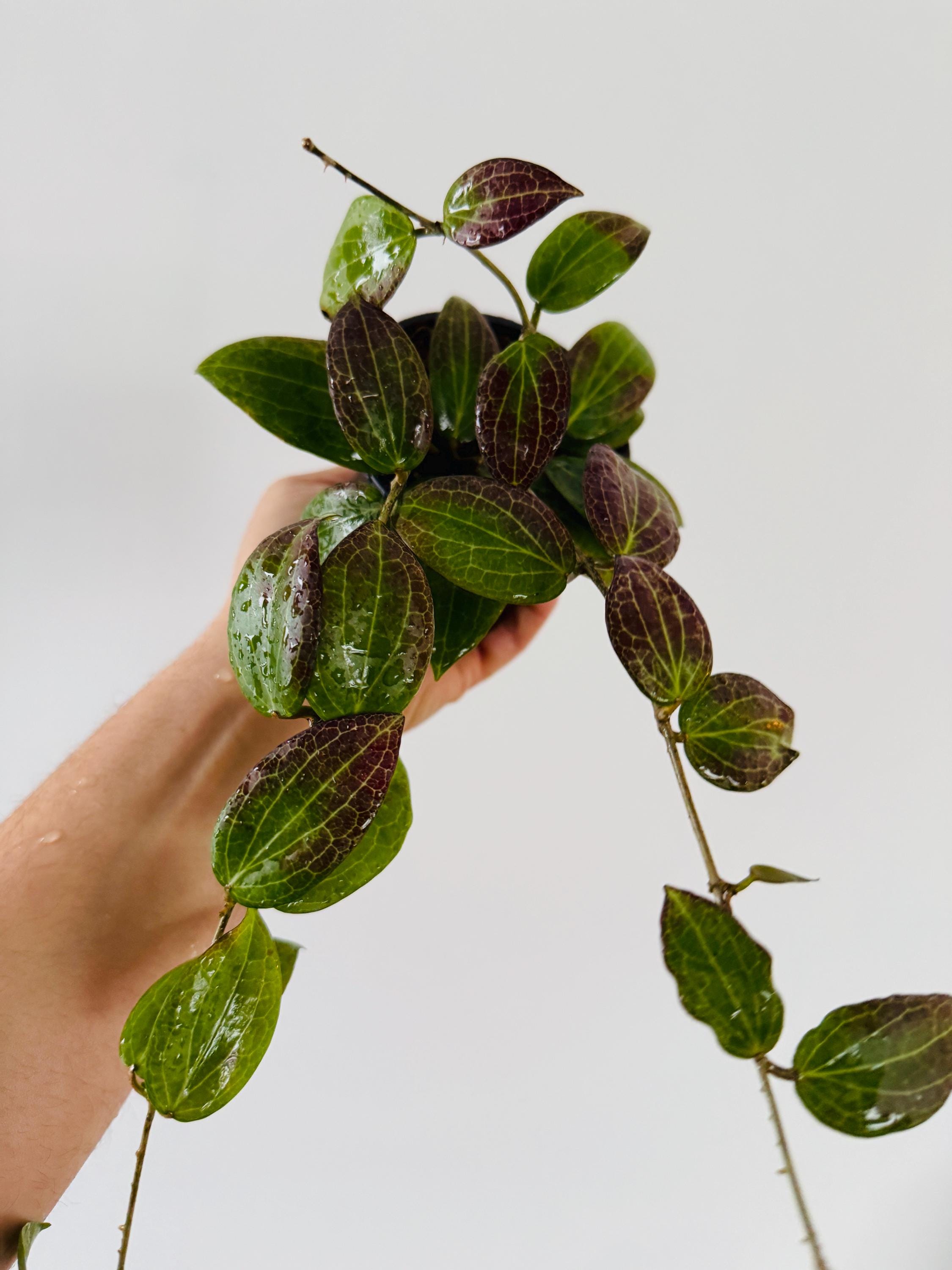 Hoya Fitchii Sunstressed - Purple Hoya - Live Plant in 4” Pot - Etsy