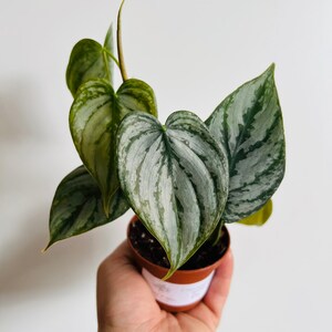 May include: A small potted plant with silver and green leaves. The plant is in a brown pot with a white label.