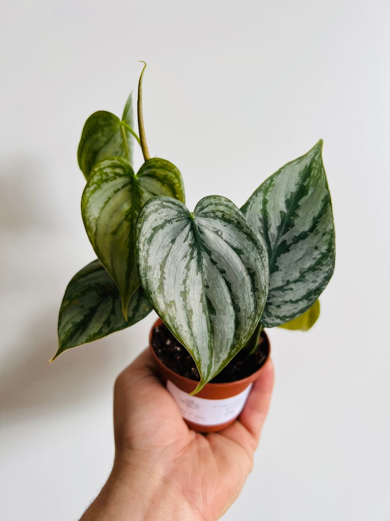 May include: A small potted plant with silver and green leaves. The plant is in a brown pot with a white label.