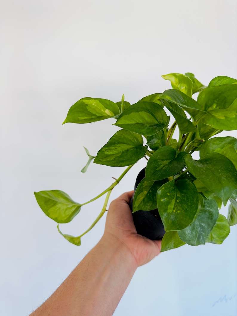 BrumleyandBloom Pothos - Thumbnail 5