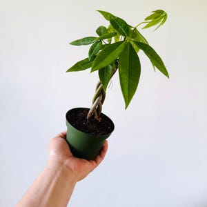 May include: A small, green potted money tree plant with a braided trunk and vibrant green leaves. The plant is held in a dark green plastic pot. The background is a plain white.