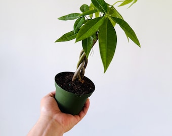 May include: A small, green potted money tree plant with a braided trunk and vibrant green leaves. The plant is held in a dark green plastic pot. The background is a plain white.