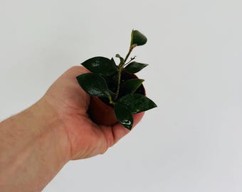 Hoya Nummulariodes IML 0240 - Very Fragrant - Vanilla & Honey Scented Flowers - Live Plant in 2” Pot