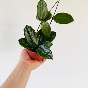 May include: A small potted Hoya plant with dark green, glossy leaves and water droplets. The plant is in a terracotta-colored pot and held against a white background. The plant has long stems extending upwards.