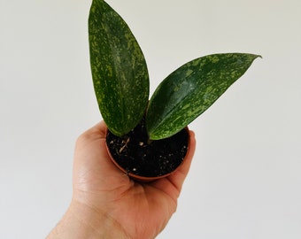 Hoya Rangsan Starter - Splashy Hoya - Hoya Rangsan - Available in 2” Pots