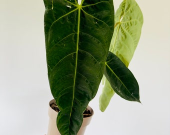 Anthurium Warocqueanum - Very Large and Mature Specimen Plant - Exact Plant L - Rare Anthurium - Rare Aroids - Live Houseplant in 4” Pots