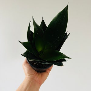 Black Jade Sansevieria - Hybrid Snake Plant - Black Houseplants - Easy Houseplants - Live Plant in 4” Pot