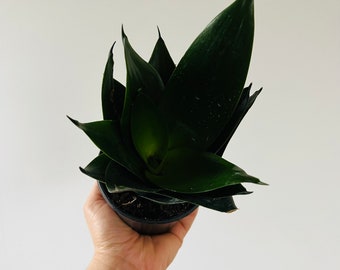 Black Jade Sansevieria - Hybrid Snake Plant - Black Houseplants - Easy Houseplants - Live Plant in 4” Pot