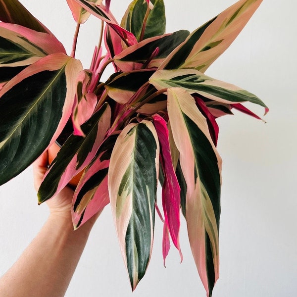 Stromanthe Triostar - Magenta - Prayer Plant- Sanguinea - pink plant- 6” Pot