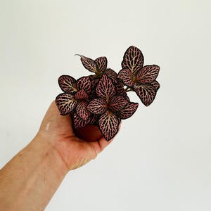 May include: A small potted plant with dark green leaves featuring a striking pink veined pattern. The plant is held in a brown pot, showcasing the intricate details of the foliage against a plain white background. A houseplant for home decor.