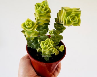 Variegated String of Buttons - Easy Plants - Beginner Plant - Live Houseplant in 4” Pot