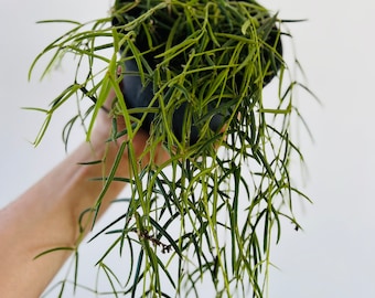 Hoya Linearis - String Hoya - Live Plant in Multiple Sizes