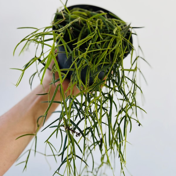Hoya Linearis - String Hoya - Live Plant in Multiple Sizes