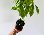 Lucky Bean Plant - South African Pea Tree - 4” Houseplant