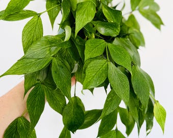 Hoya Polyneura - Rare Fishbone Hanging Houseplant- not currently trailing