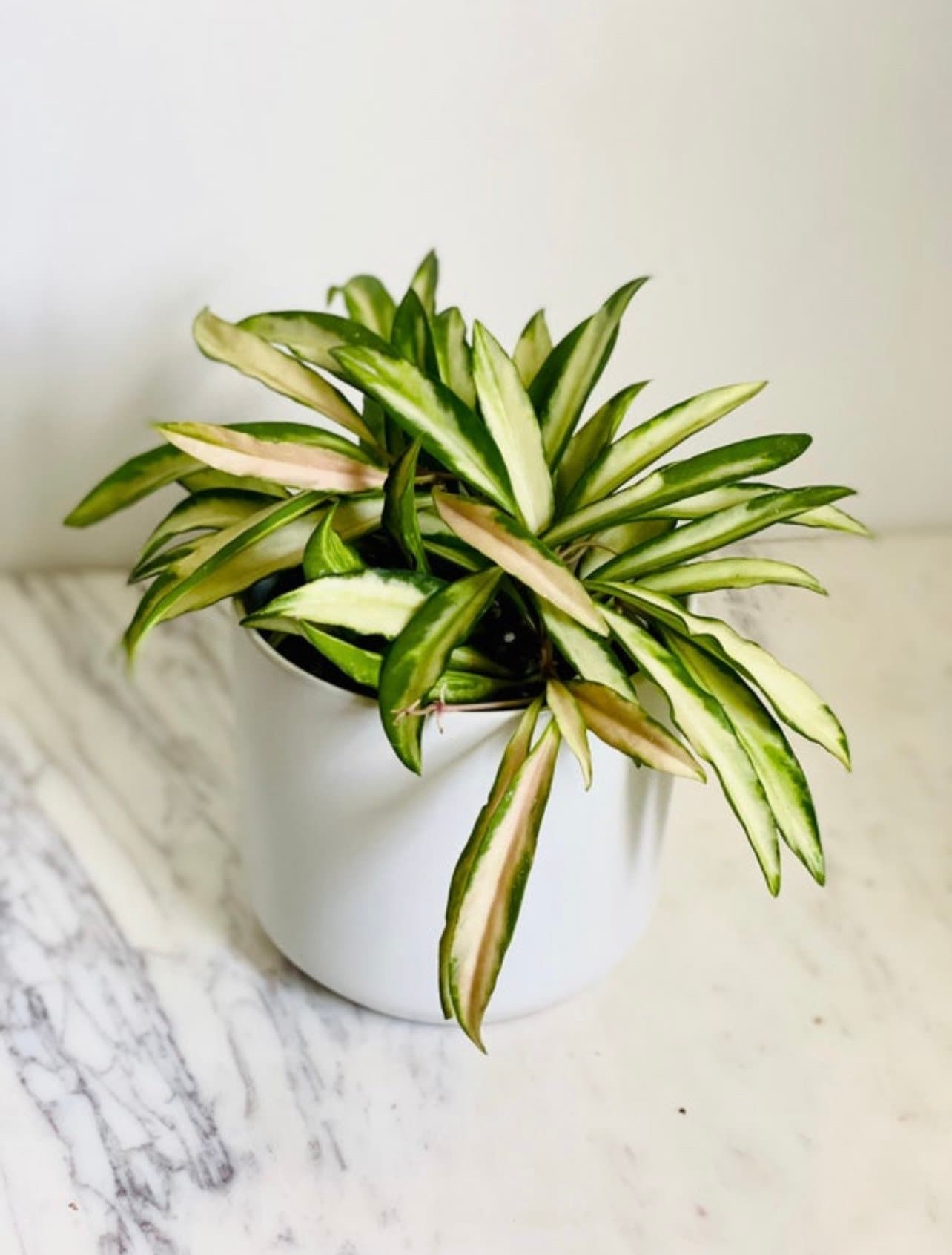 Hoya Wayetii Variegated - Variegated Hoya - Tropical Wax Plant - Full Heads - Available in Multiple Sizes