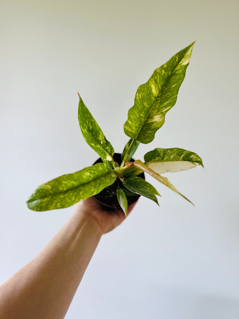 Philodendron Ring of Fire High Variegation Rare Aroid Live Plant in 4 Pot image 2