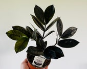 plantです United Nursery ZZ Plant Zamioculcas Zamiifolia Zanzibar Gem