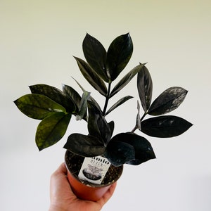 ZZ Black Queen - Easy plant- Low light plant-Zamioculcas Zamiifolia - Live Plant in 4” Pot