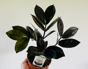 ZZ Black Queen - Easy plant- Low light plant-Zamioculcas Zamiifolia - Live Plant in 4” Pot
