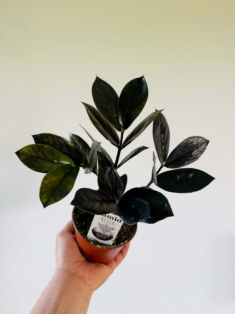 May include: A potted black plant with dark green leaves. The plant is labeled "Zamioculcas Black Queen".