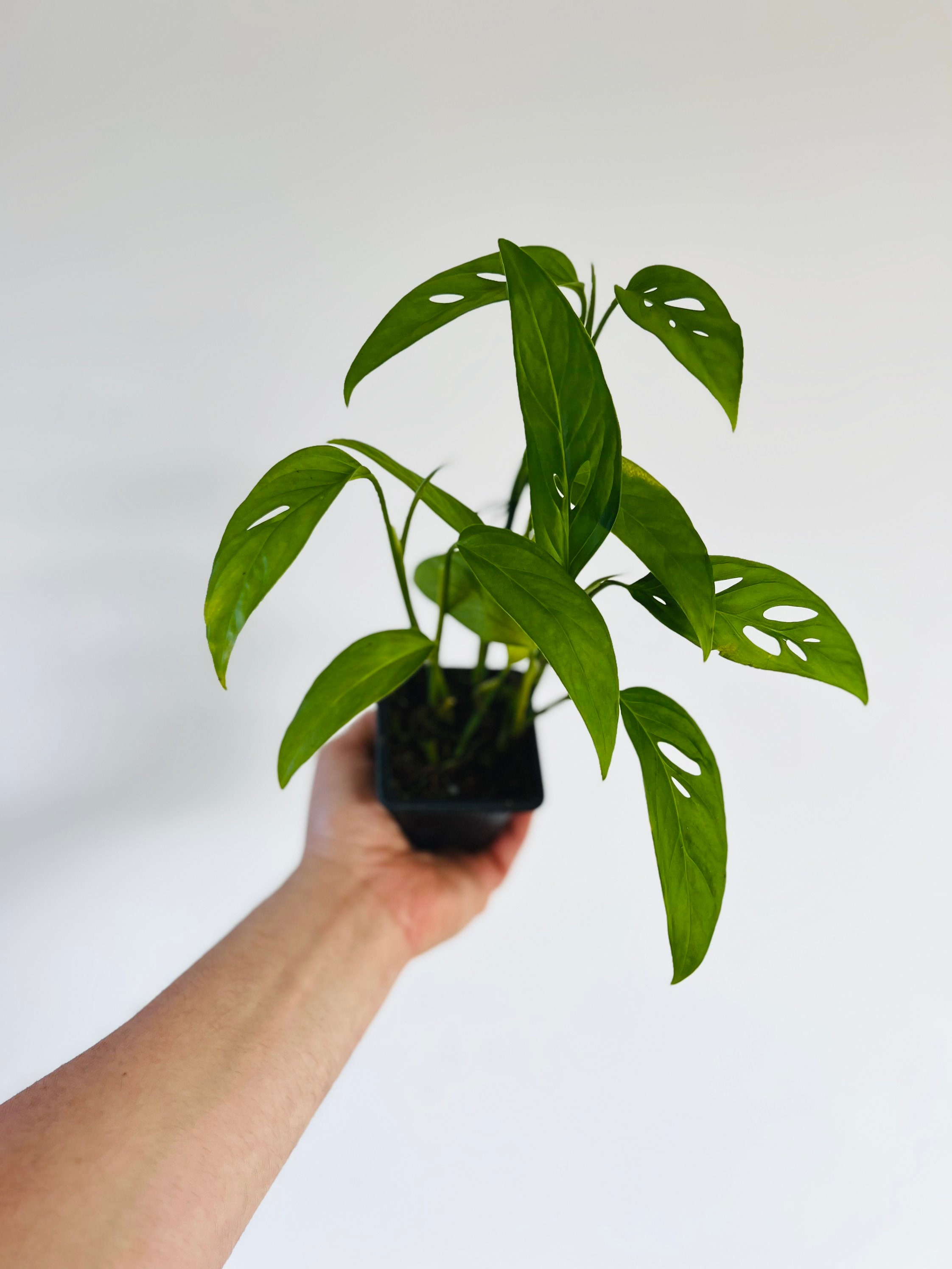 Monstera Adansonii - Narrow Form - Swiss Cheese Plant - Available in  Multiple Pot Sizes - Etsy
