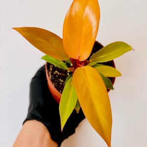 Prince of Orange - Philodendron Hybrid - Tropical Plant - 4” Houseplant