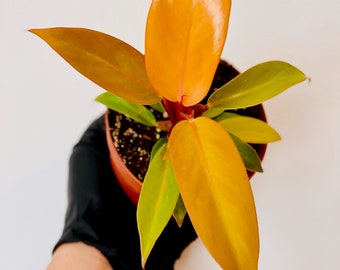 Prince of Orange - Philodendron Hybrid - Tropical Plant - 4” Houseplant