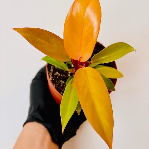 Prince of Orange - Philodendron Hybrid - Tropical Plant - 4” Houseplant