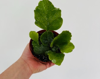Rhipsalis Oblonga - Tropical Blooming Cactus - Boho Decor - Live Houseplant in 4” Pot