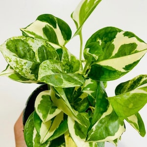 Puede incluir: Una planta en maceta con hojas variegadas en tonos verdes y blancos. Las hojas tienen forma de coraz&oacute;n y un patr&oacute;n de m&aacute;rmol.
