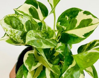 May include: A potted plant with variegated leaves in shades of green and white. The leaves are heart-shaped and have a marbled pattern.