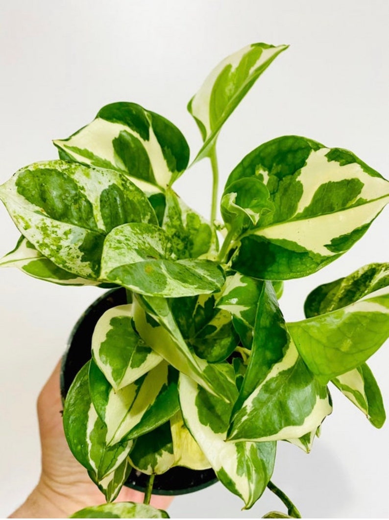 Puede incluir: Una planta en maceta con hojas variegadas en tonos verdes y blancos. Las hojas tienen forma de coraz&oacute;n y un patr&oacute;n de m&aacute;rmol.