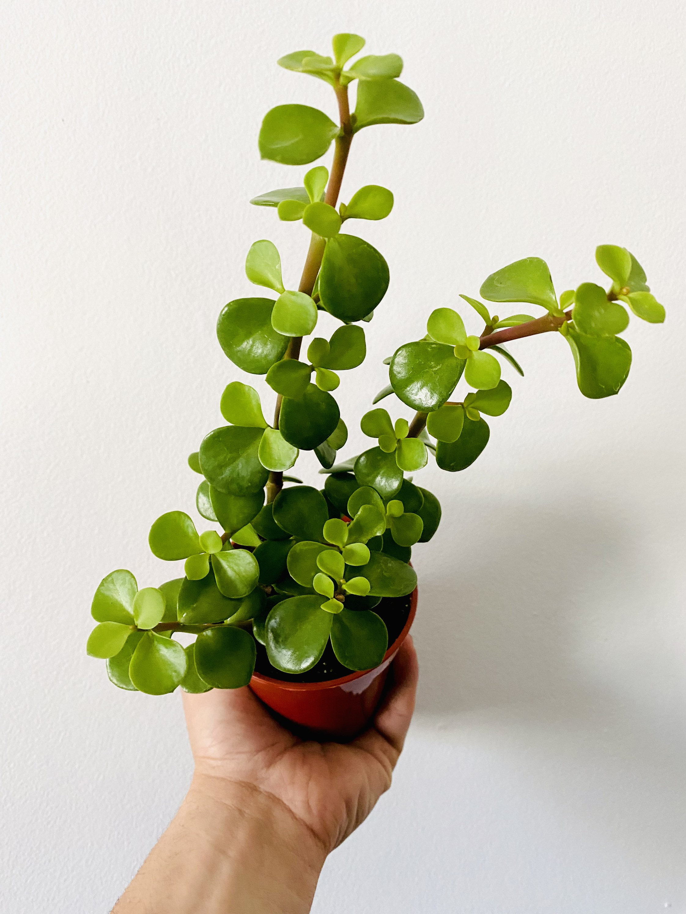 Dwarf Jade Plant Crassula Jade 4 Tropical Houseplant Etsy