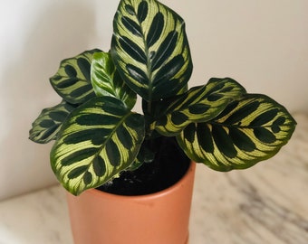 Peacock Plant - Calathea Makoyana - Rare Tropical - Live Plant - Multiple Sizes