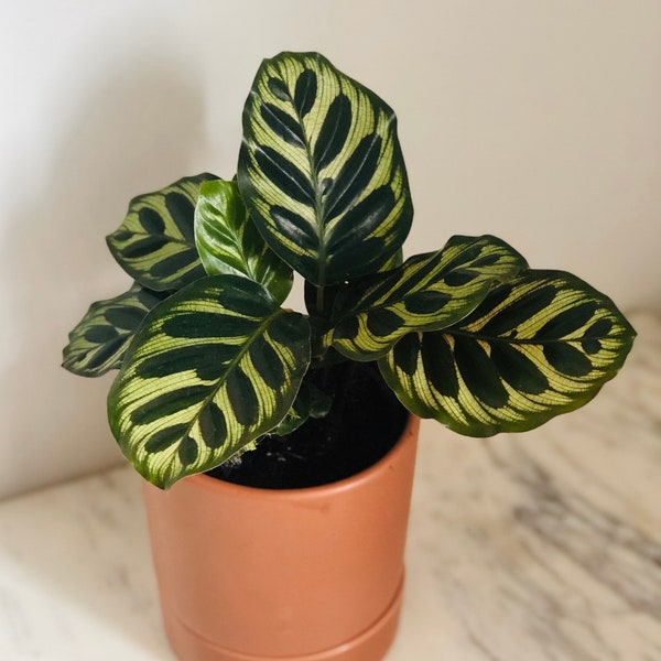 Peacock Plant - Calathea Makoyana - Rare Tropical - Live Plant - Multiple Sizes