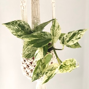 Marble Queen Pothos - Epipremnum Aureum - Devil’s Ivy - Available in Multiple Sizes