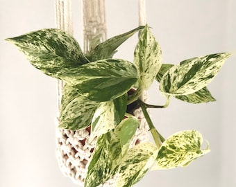 Marble Queen Pothos - Epipremnum Aureum - Devil’s Ivy - Available in Multiple Sizes