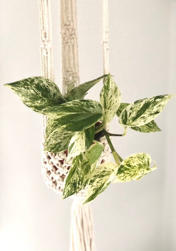 buy spider plants Spider Plant | Chlorophytum Comosum