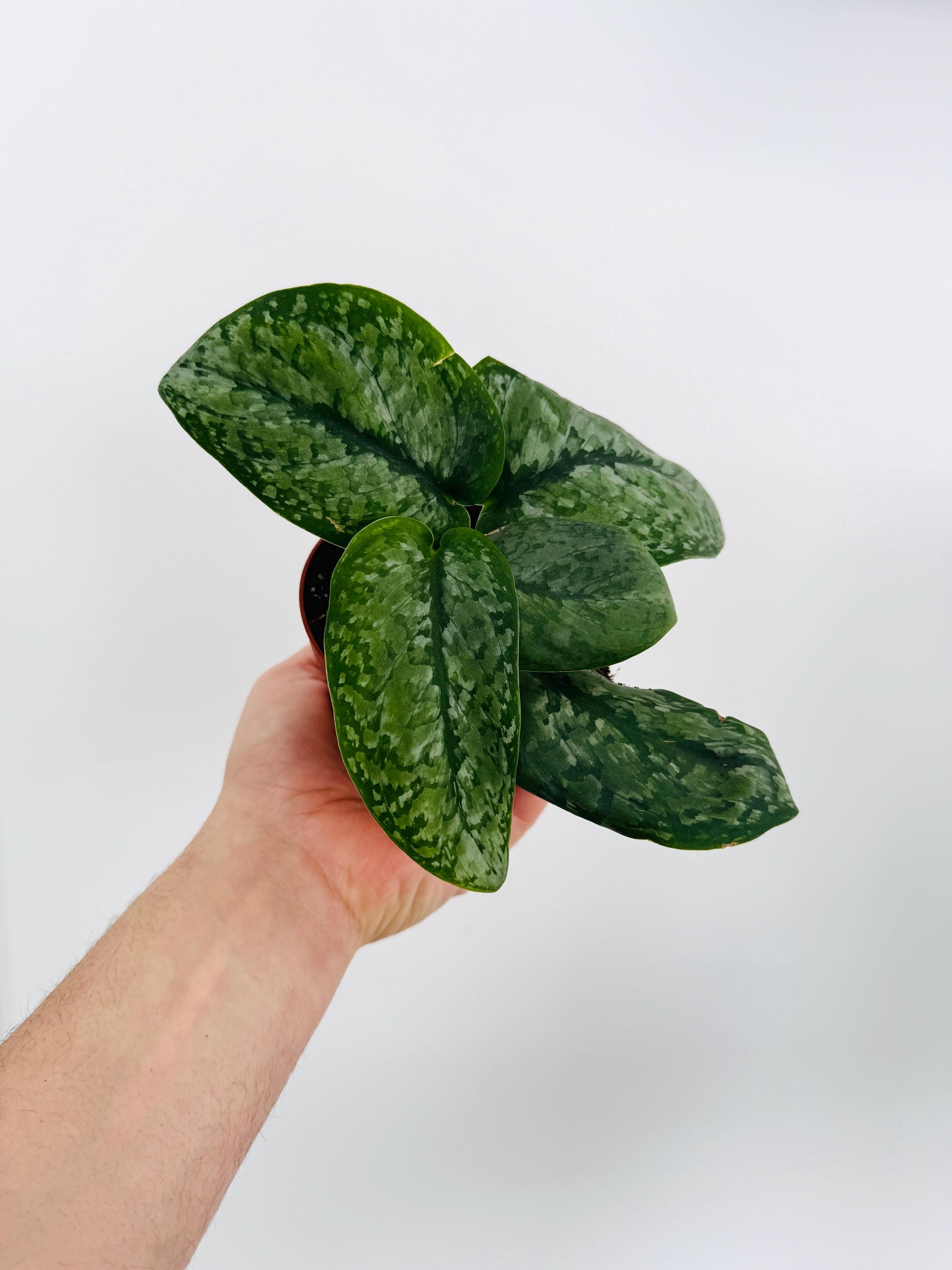 Scindapsus Sp. Gunung - Rare Aroid - Silver Satin Pothos - Live 