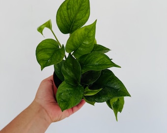 hops plant seeds Organic Common Hops Seeds (Humulus lupulus)  20+ Seeds for Herb Garde   Terra Mater Gardens