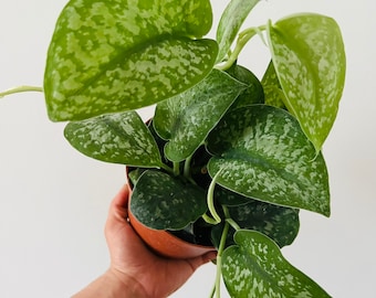 Silver Splash Scindapsus - Rare - Silver Satin Pothos