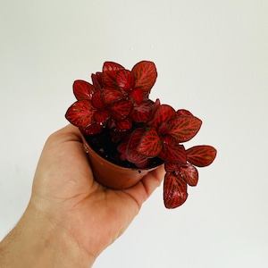 May include: A small potted plant with vibrant red leaves, featuring dark red veining. The plant is held in a brown plastic pot, showcasing its rich color against a plain white background. The leaves have a textured appearance.